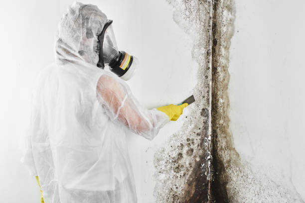 Best Commercial Mold Removal  in Cecilia, LA