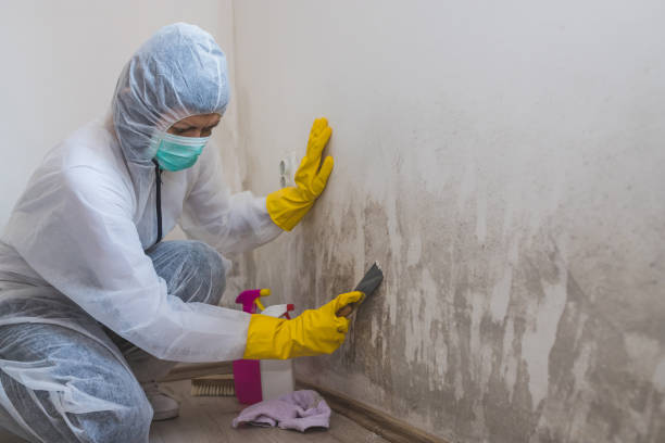Best Mold Testing  in Cecilia, LA