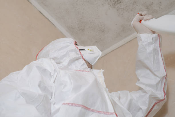 Best Black Mold Removal  in Cecilia, LA