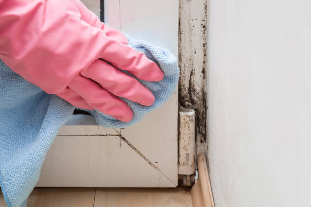 Best Mold Remediation Services  in Cecilia, LA