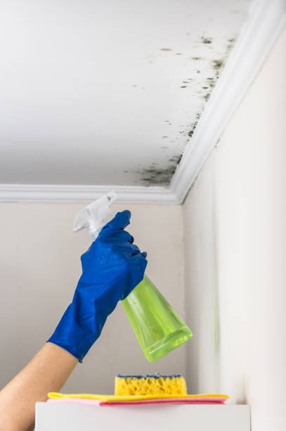 Best Emergency Mold Removal  in Cecilia, LA